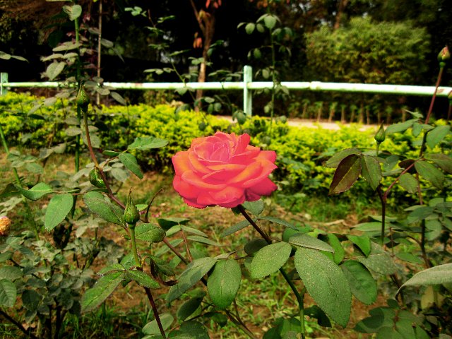 IMG 0085