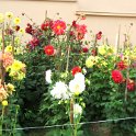IMG_9982.JPG